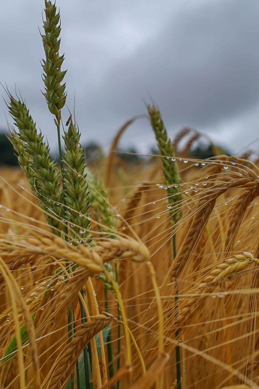 Field: 150 Lined Journal Pages / Diary / Notebook Featuring a Field of Natural Wheat Barley on the Cover Books