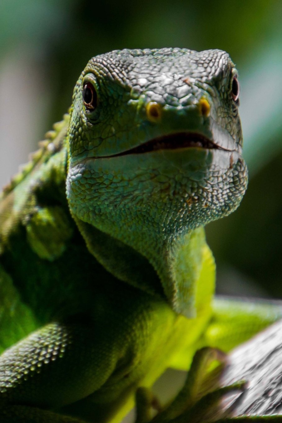 Say Hello to the Lizard Journal: 150 page lined notebook/diary Mathematics