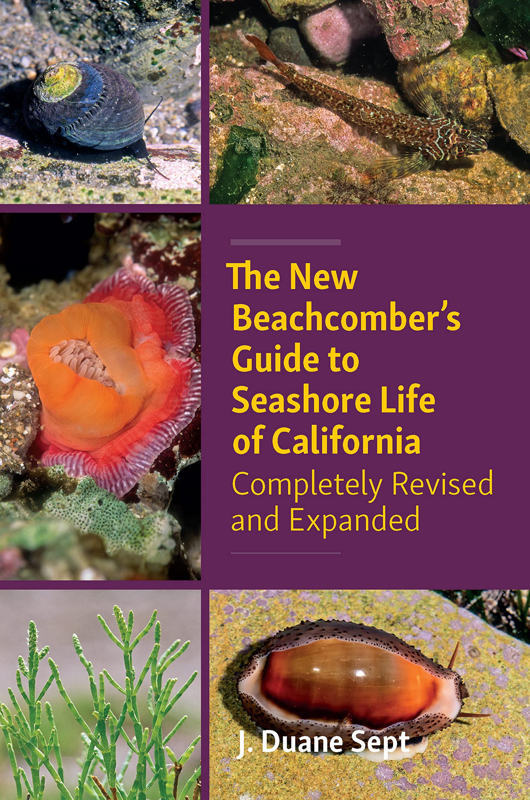 The New Beachcomber’s Guide to Seashore Life of California: Completely Revised and Expanded Mathematics