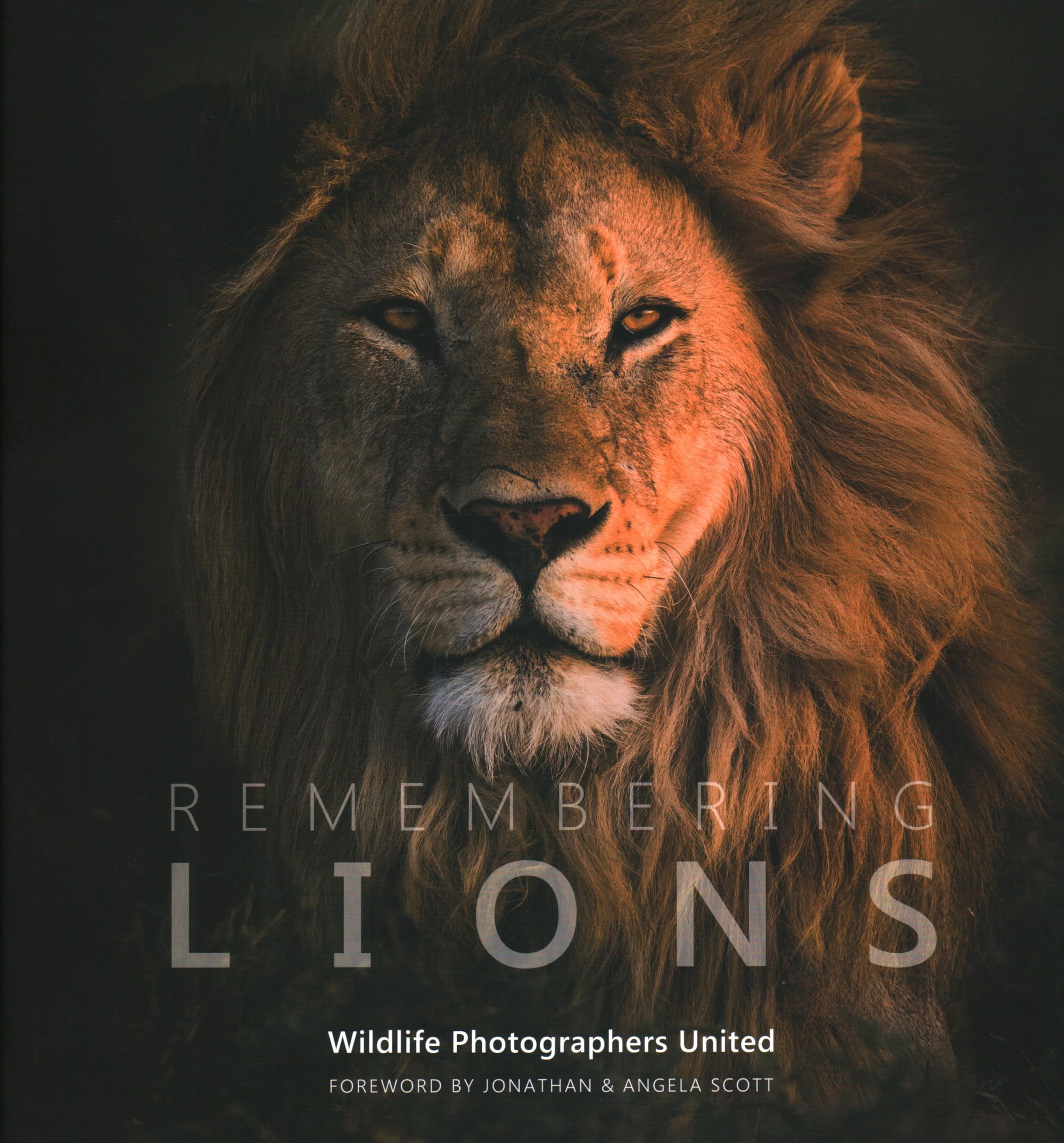 Product Image: Remembering Lions (Remembering Wildlife, Band 4)