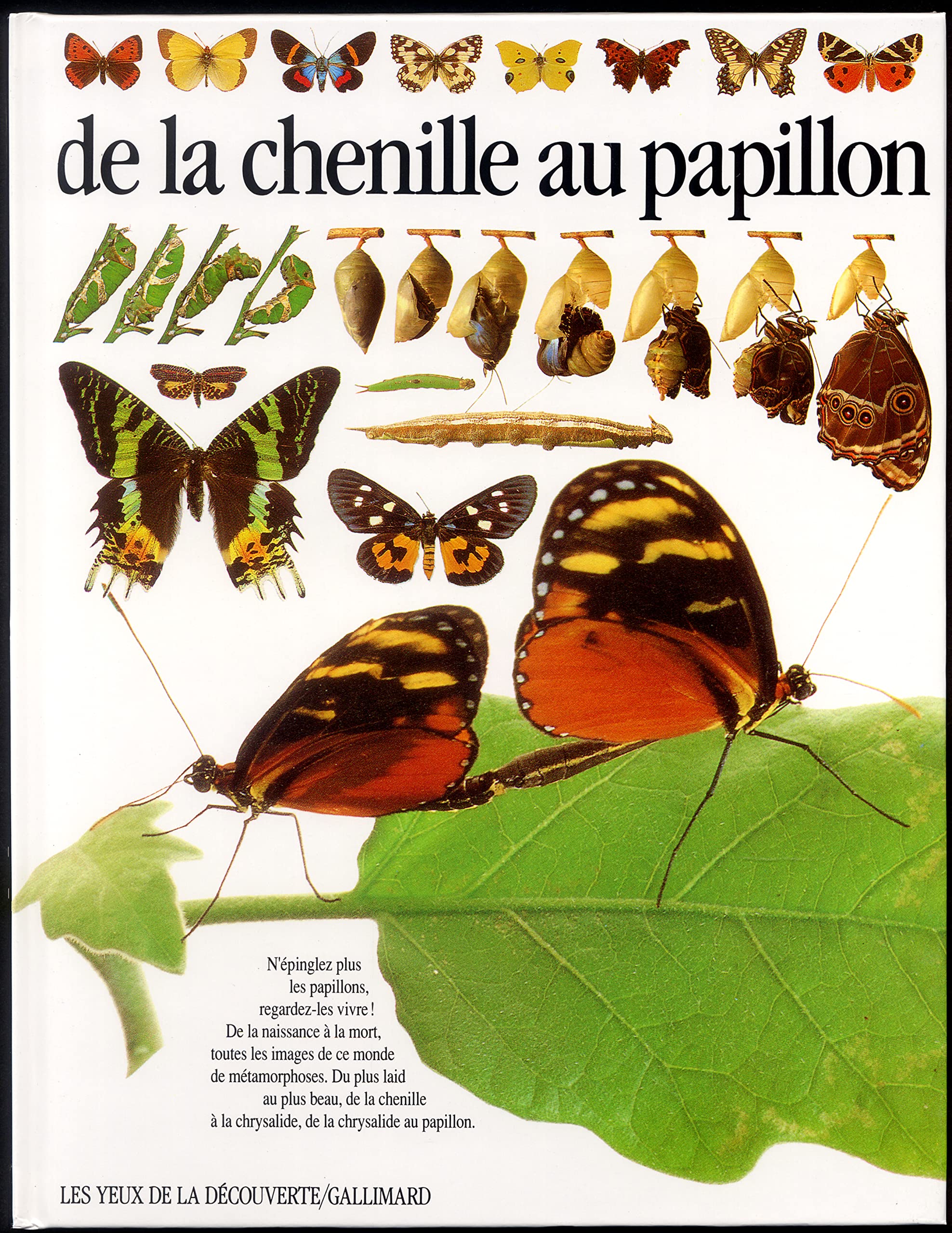 De la chenille au papillon Children's books
