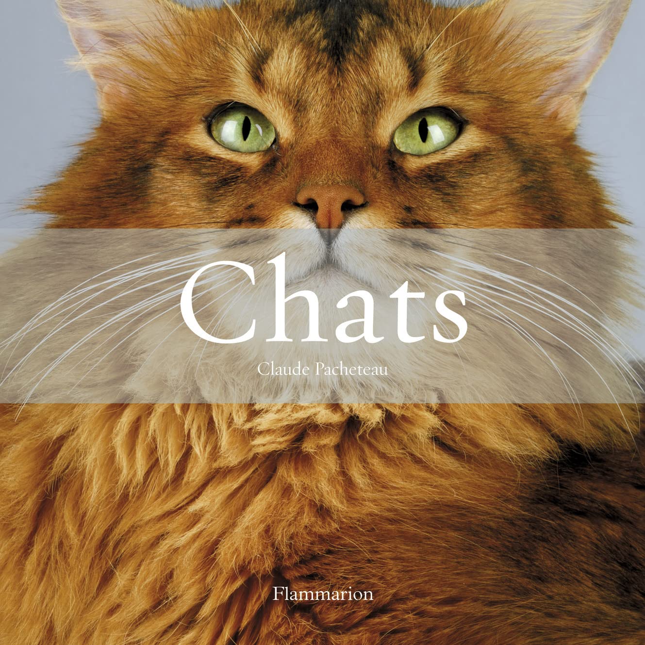 Chats (Coffret): Histoires de chats - Les Plus Beaux Chats Film, Art & Culture