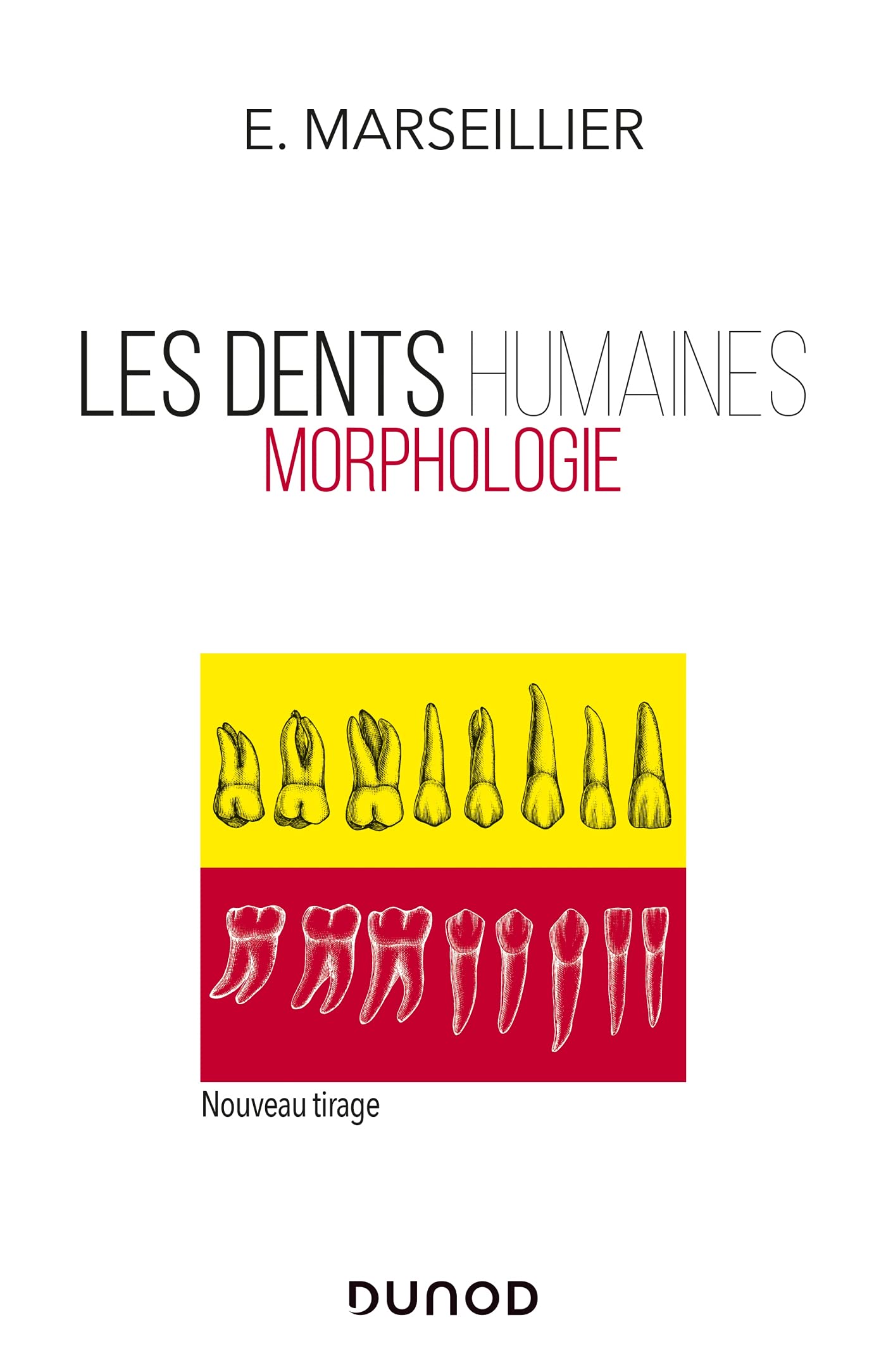 Les dents humaines - Morphologie: Morphologie Natural Sciences