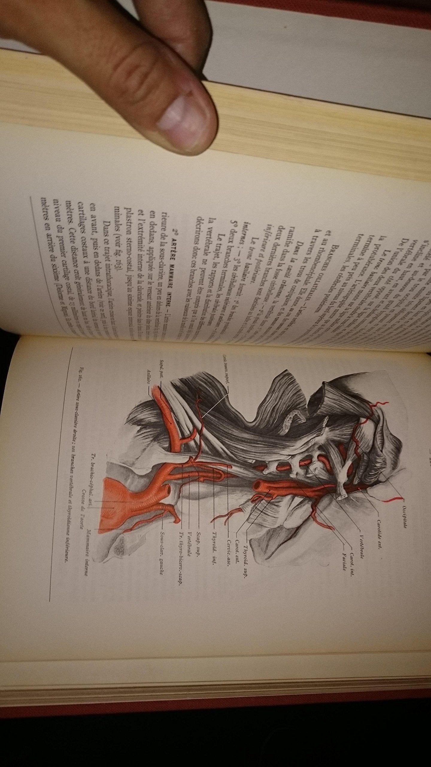 Anatomie humaine Tome 1: Tête et cou book