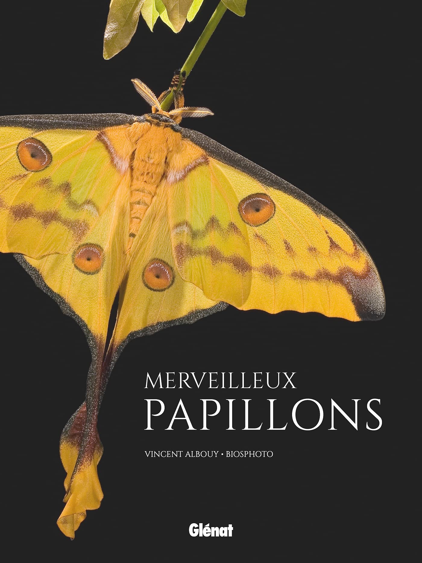 Merveilleux papillons Film, Art & Culture