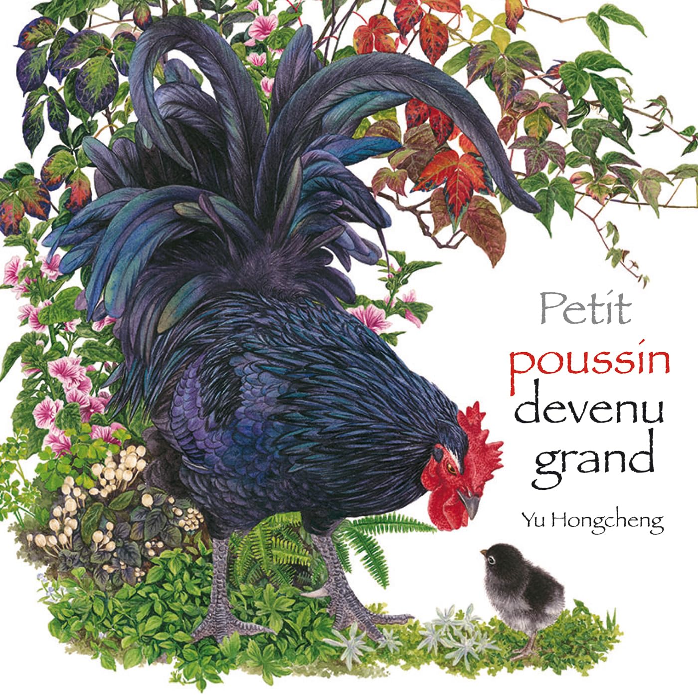 Product Image: Petit poussin devenu grand