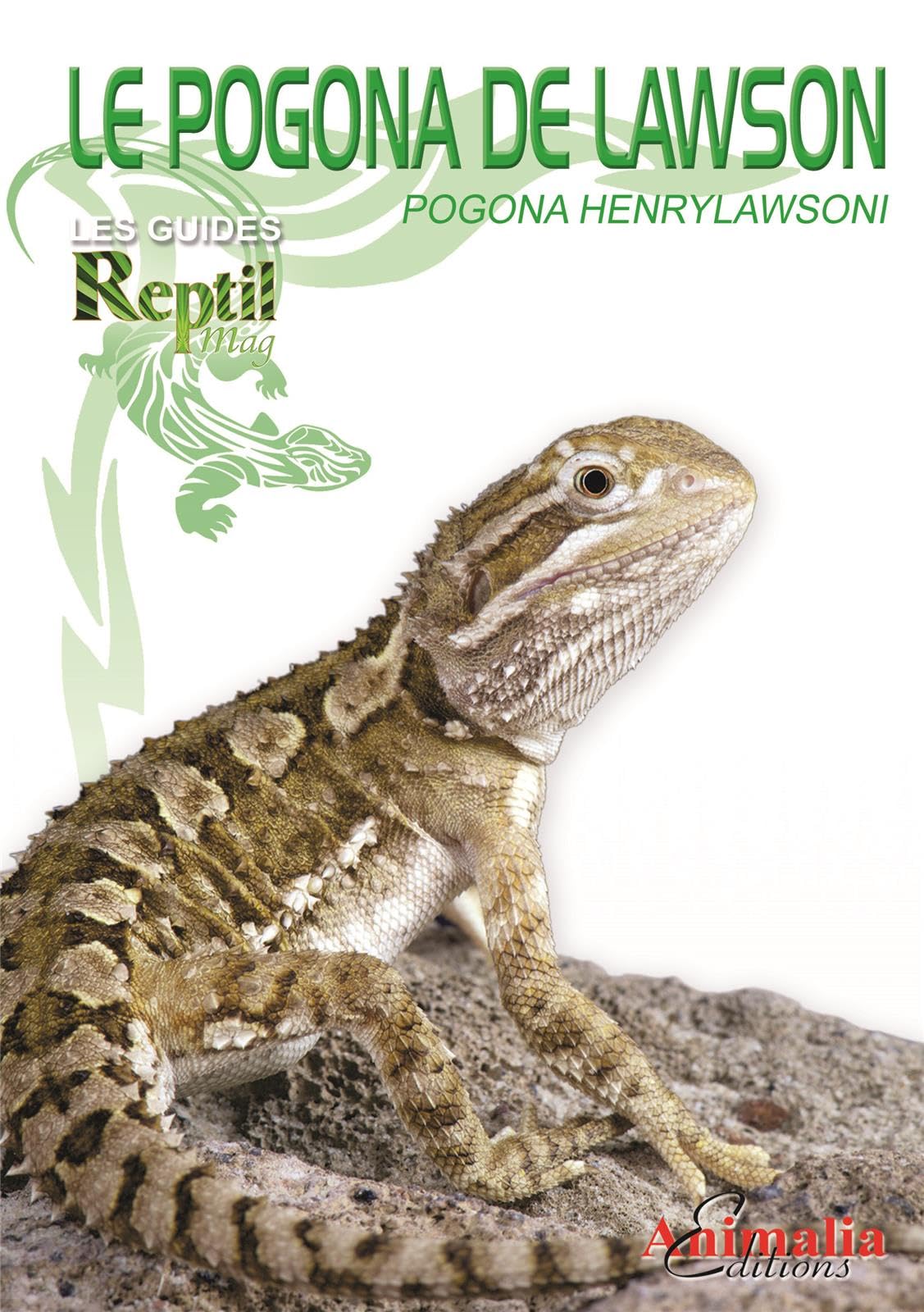 Le pogona de Lawson: Pogona henrylwasoni Pets