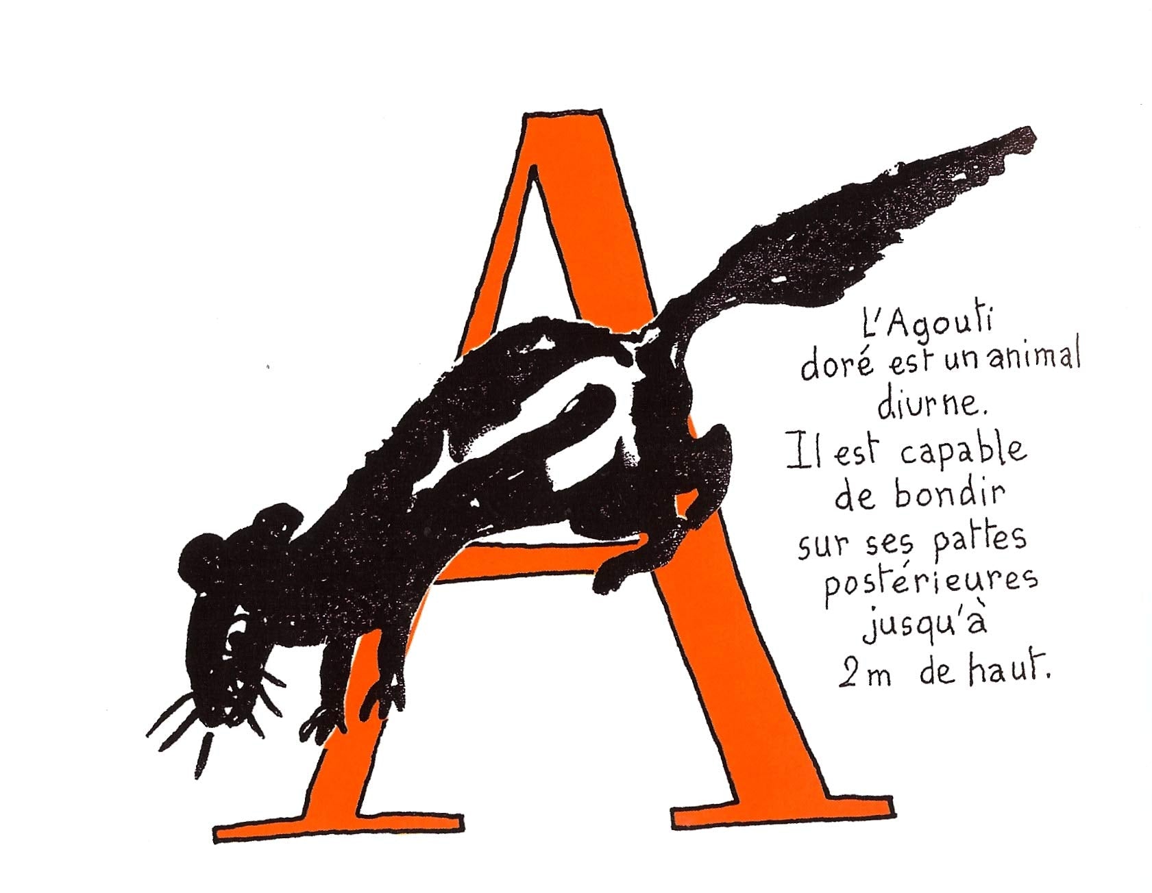 Anecdotes et aventures: L'Abécédaire animalier de A à Zèbre book