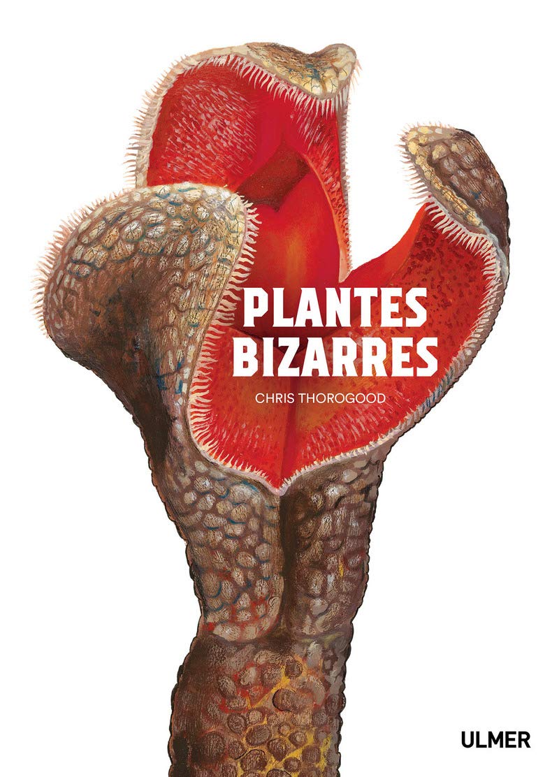 Plantes bizarres Mathematics