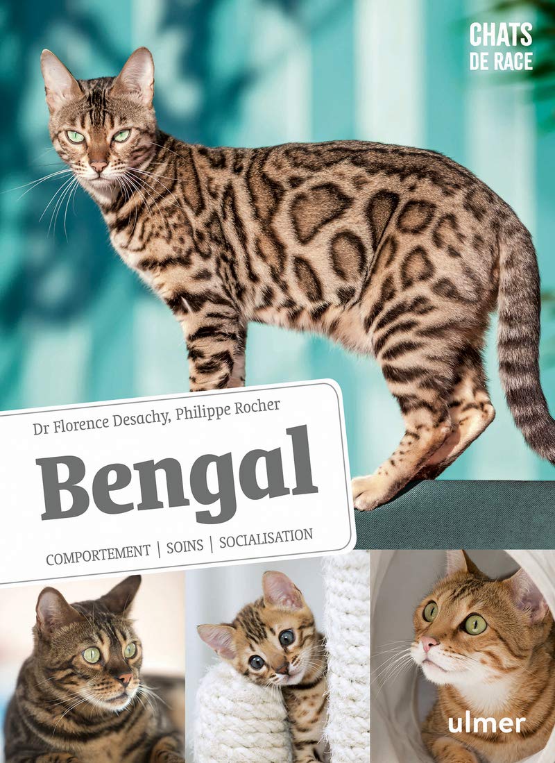 Bengal - Comportement, soins, sociabilisation: Comportement, soins, socialisation Pets
