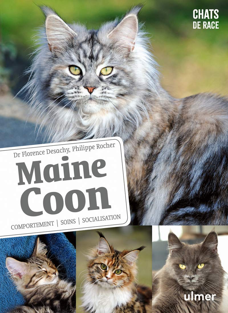 Maine Coon - Comportement, soins, sociabilisation Pets