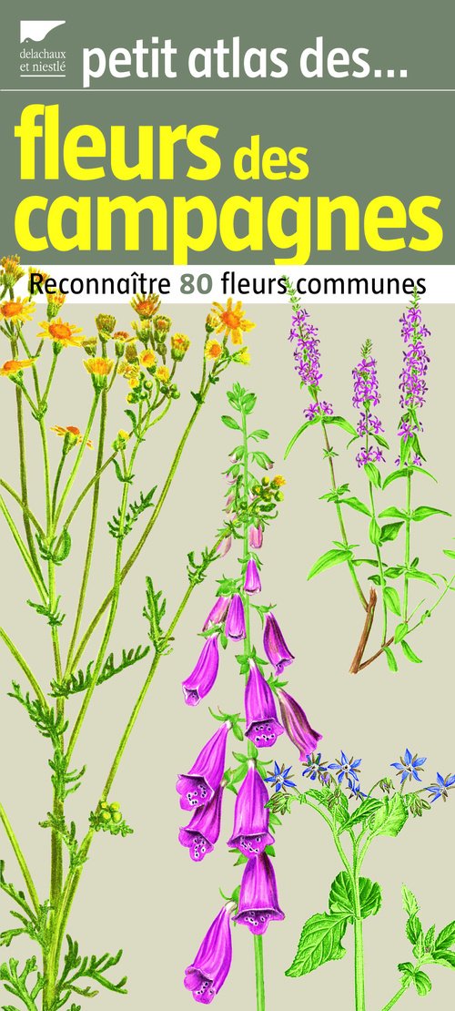 Petit atlas des fleurs des campagnes: Reconnaître 80 fleurs communes Books
