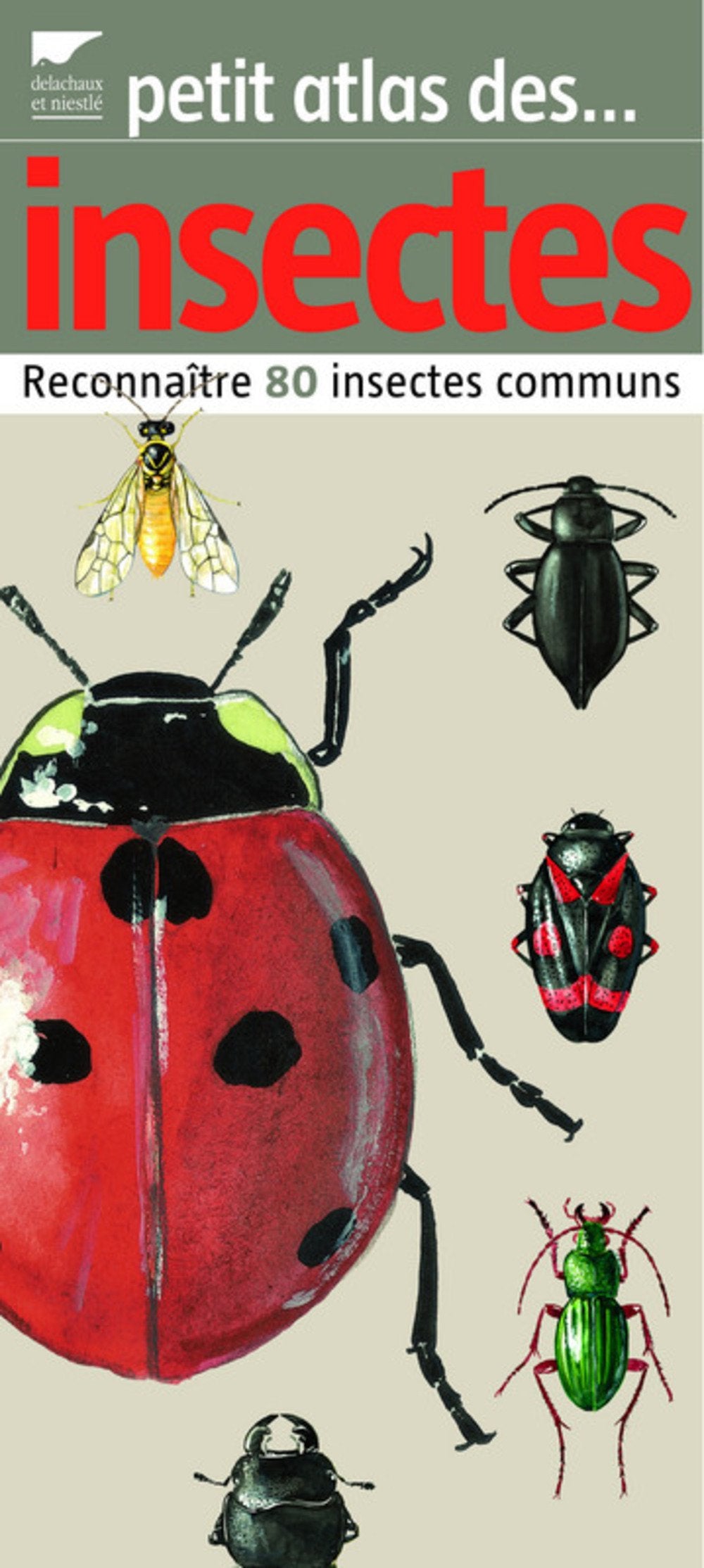 Petit atlas des insectes: Reconnaître 80 insectes communs Books