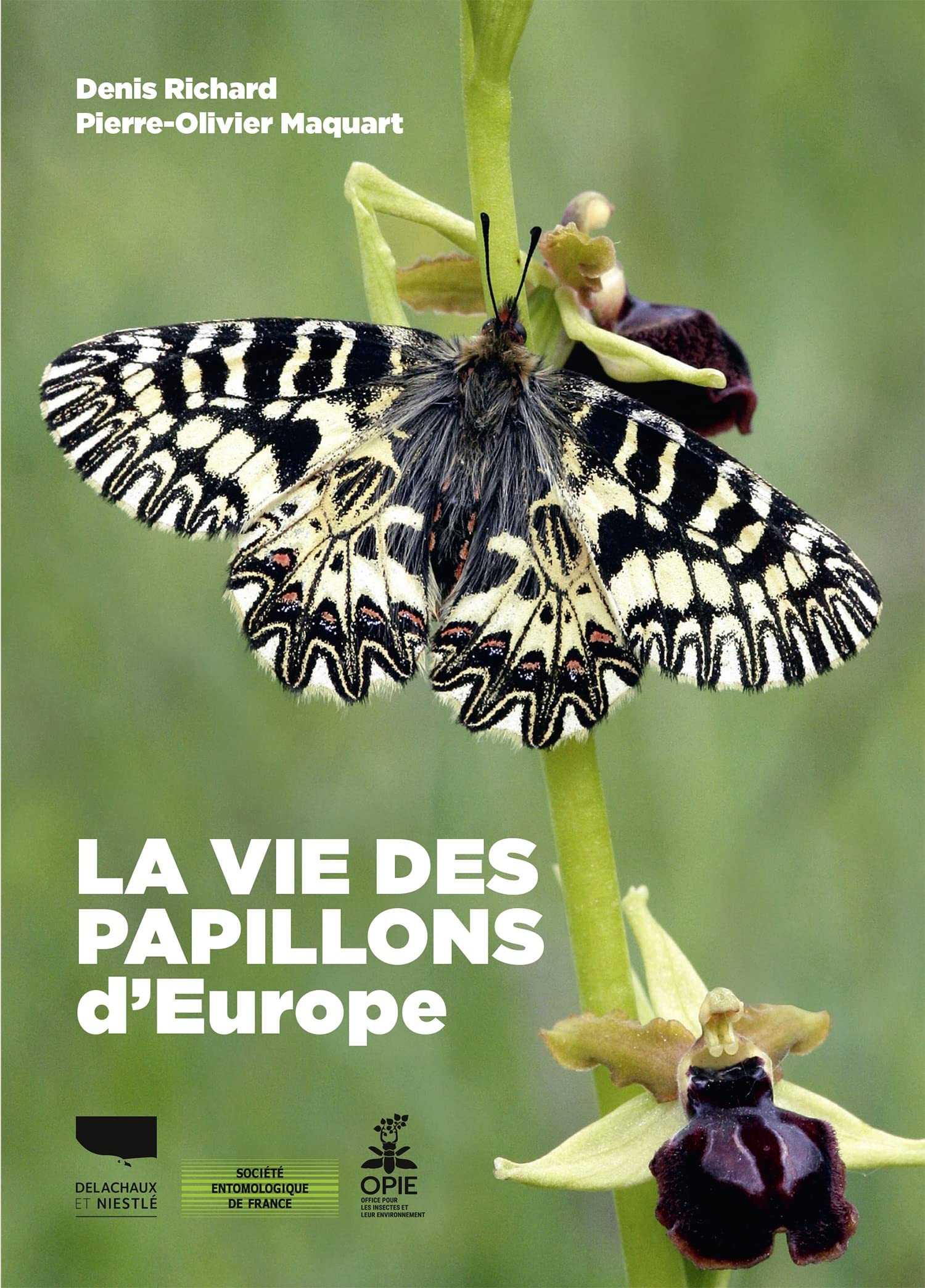 La Vie des papillons d'Europe Leisure, Home & Garden