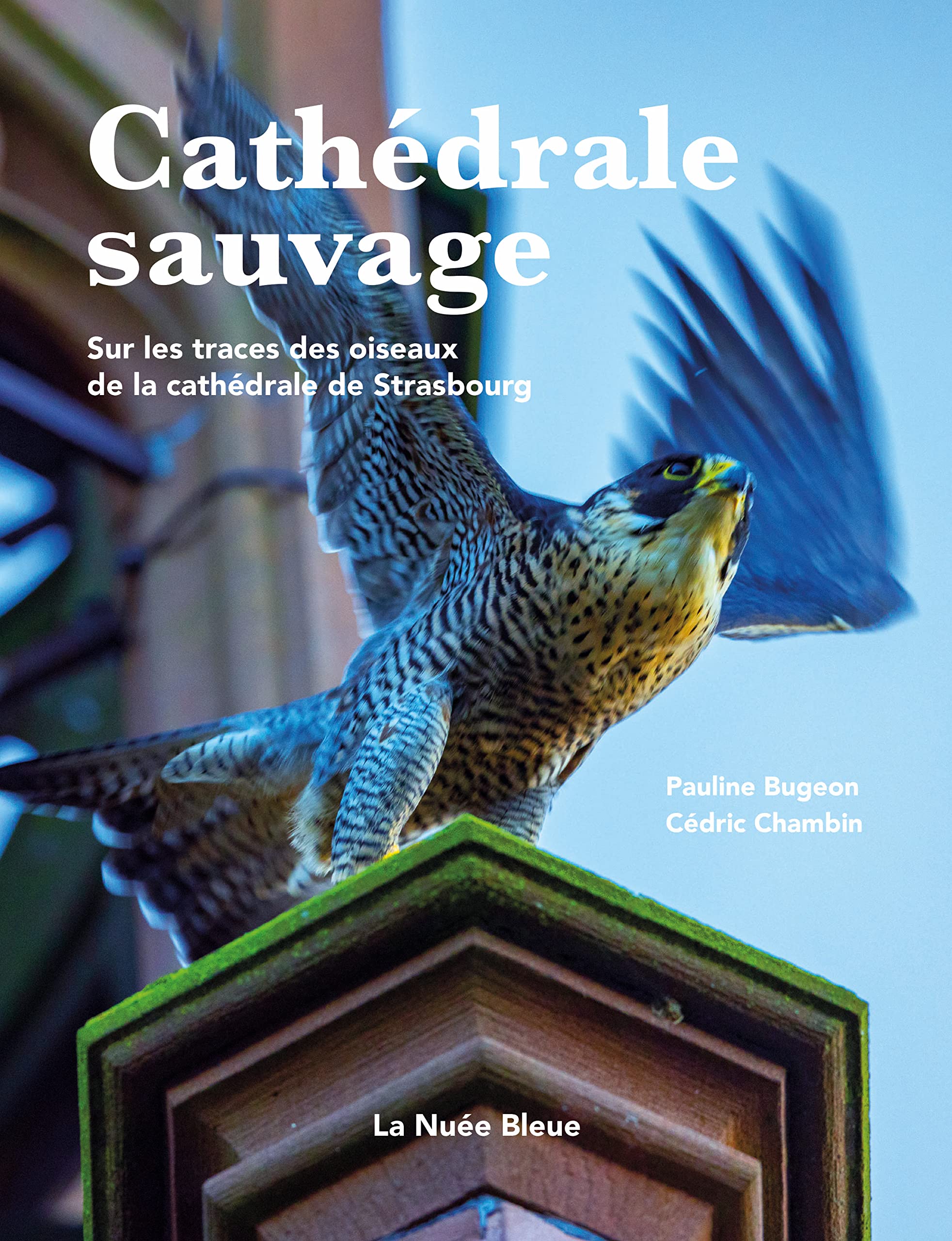 Cathédrale Sauvage: Sur les traces des oiseaux de la cathédrale de Strasbourg Politics & History