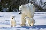 Animaux : La Vie sauvage des cinq continents book
