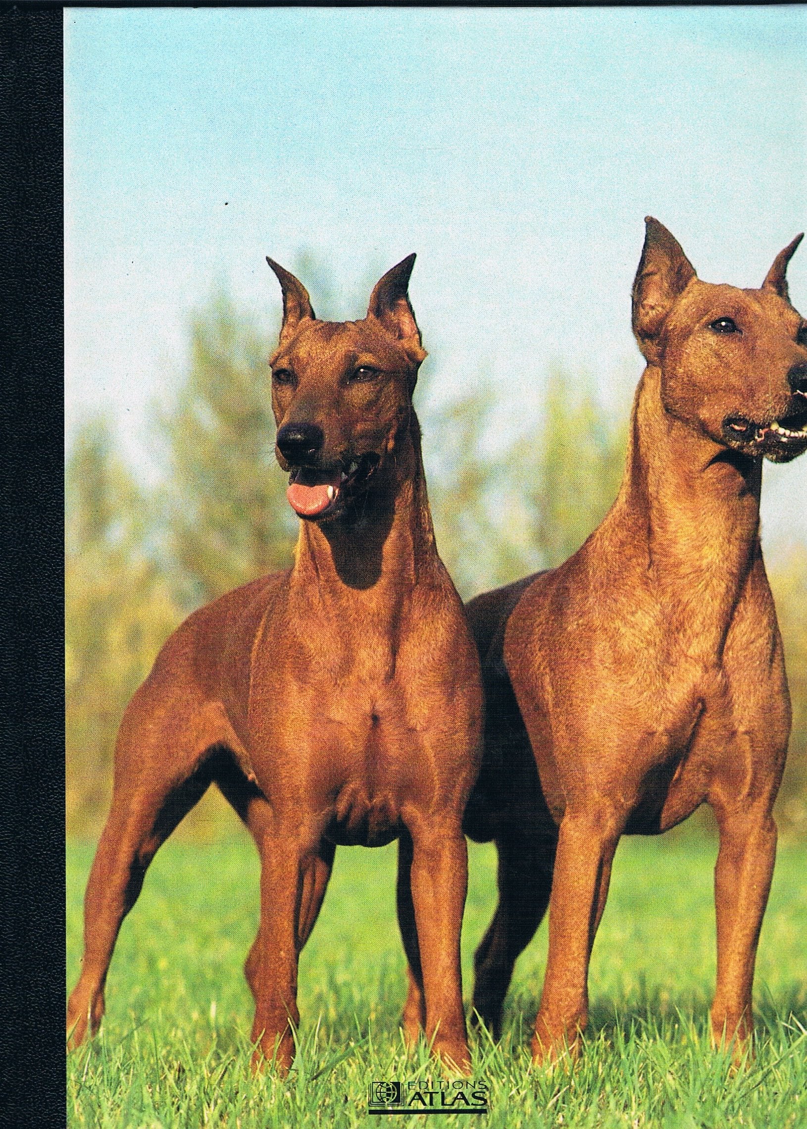 Mon Compagnon Le Chien Volume 15 De Münsterländer à Poitevin book