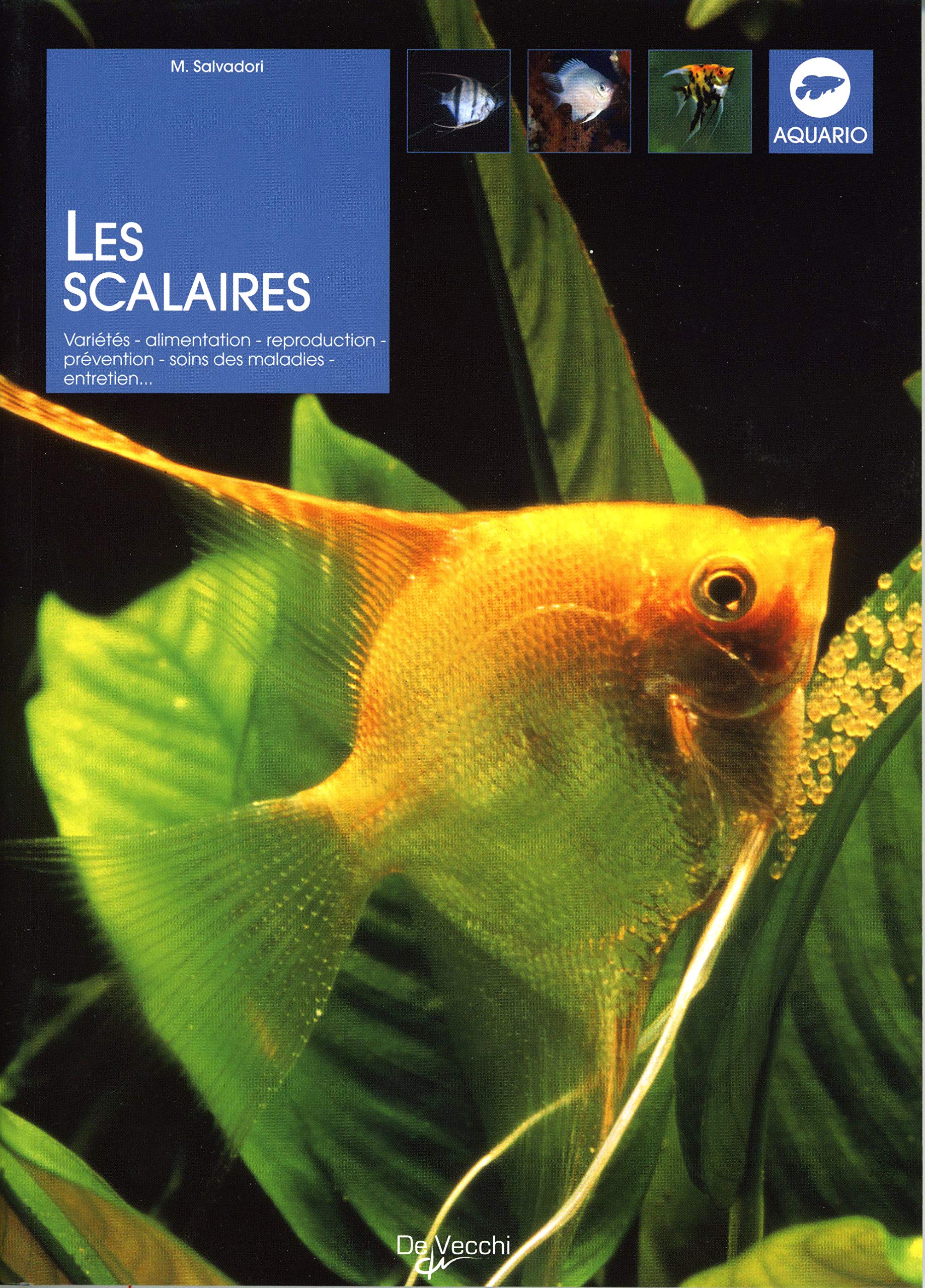 SCALAIRES: Communs et les scalaires "altum" Leisure, Home & Garden