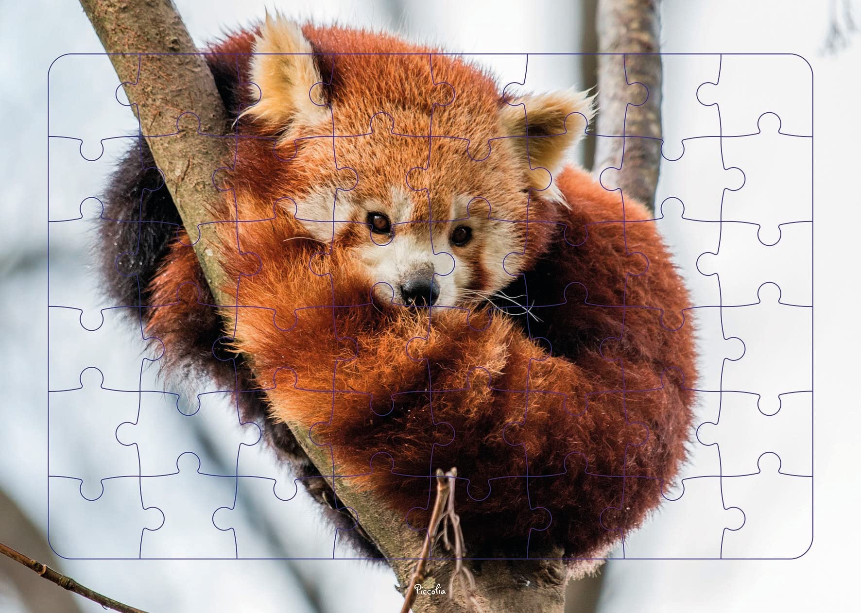 Panda roux - Puzzle photo book