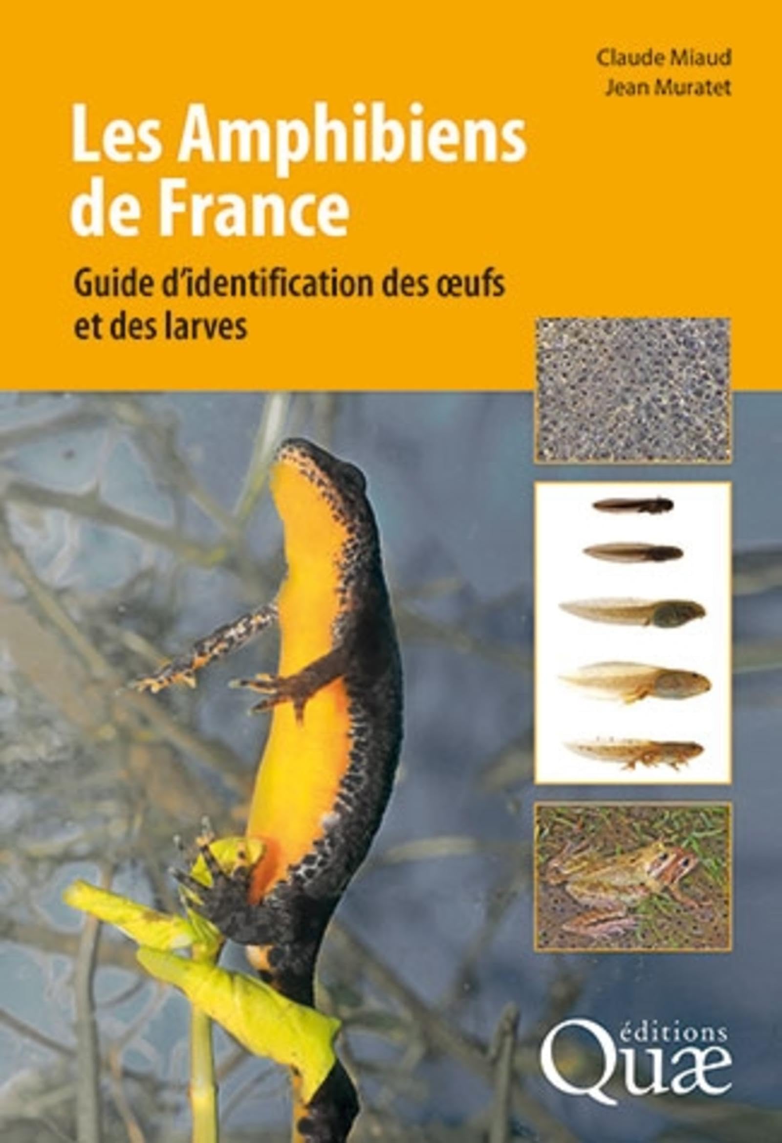 Les amphibiens de France: Guide d'identification des oeufs et des Larves Leisure, Home & Garden