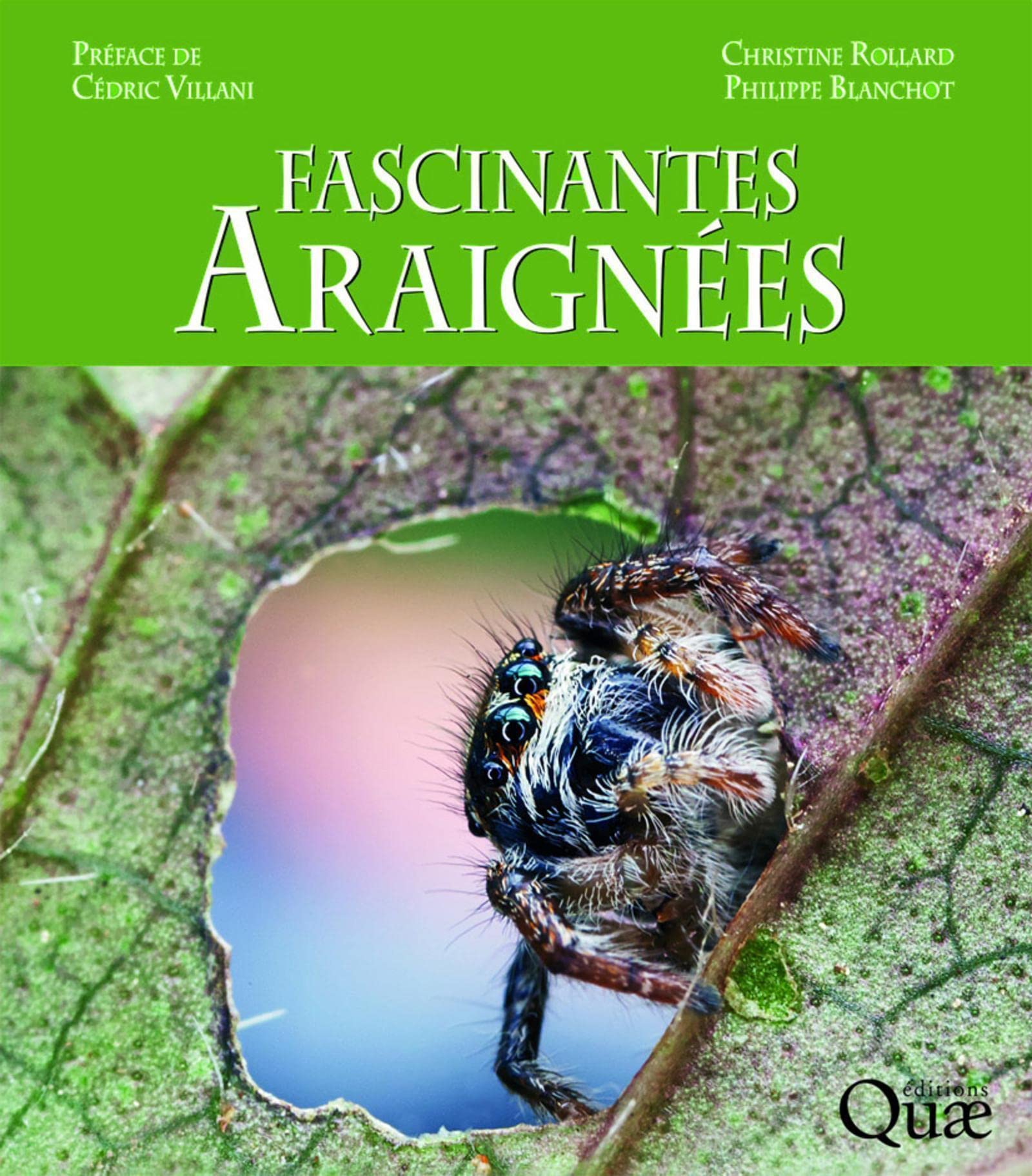 Fascinantes araignées: Préface de Cédric Villani book