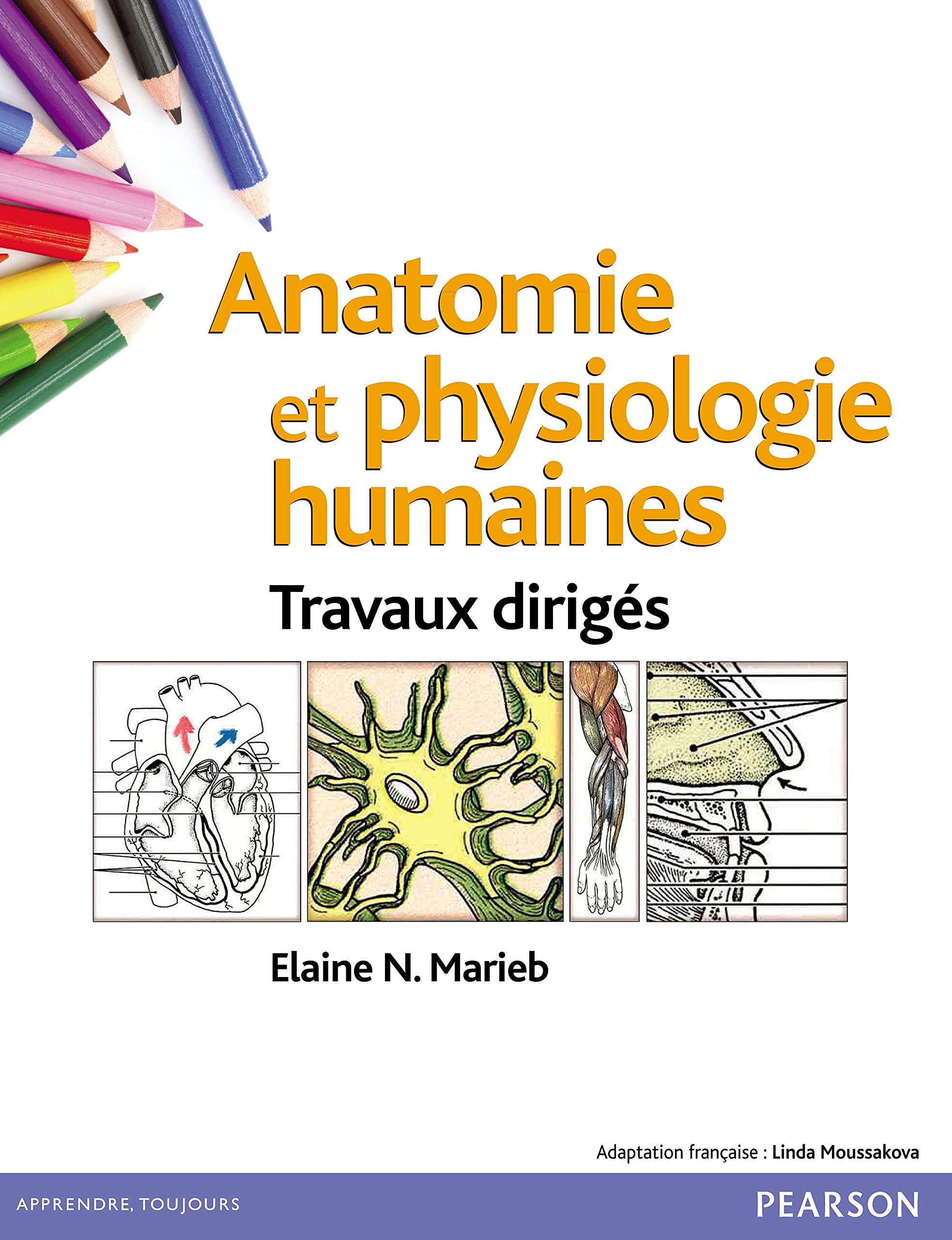 ANATOMIE ET PHYSIOLOGIE HUMAINES TD: Travaux dirigés Natural Sciences