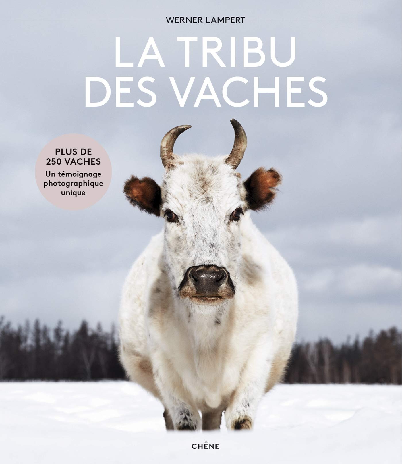 La tribu des vaches: Des aurochs aux vaches sacrées Film, Art & Culture