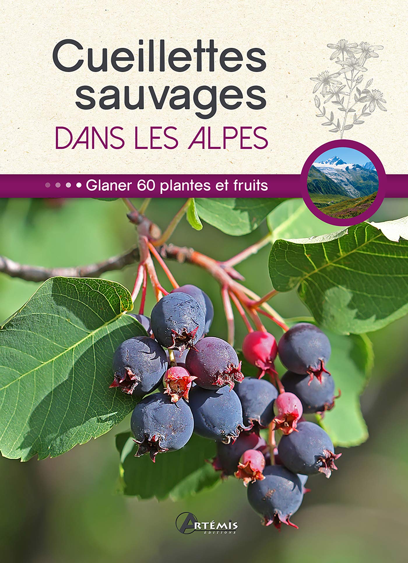 Cueillettes sauvages dans les Alpes: 60 plantes et fruits à glaner Leisure, Home & Garden