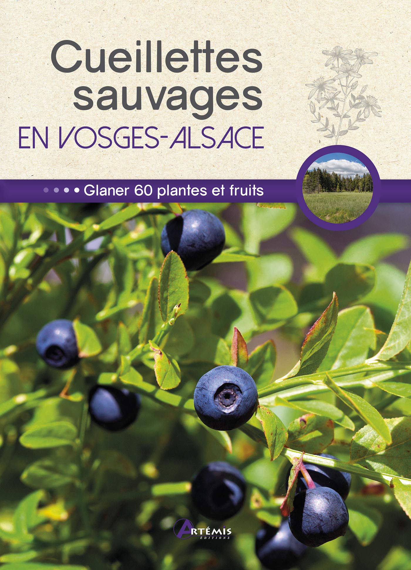 Cueillettes sauvages en Vosges-Alsace: 60 plantes et fruits à glaner Leisure, Home & Garden