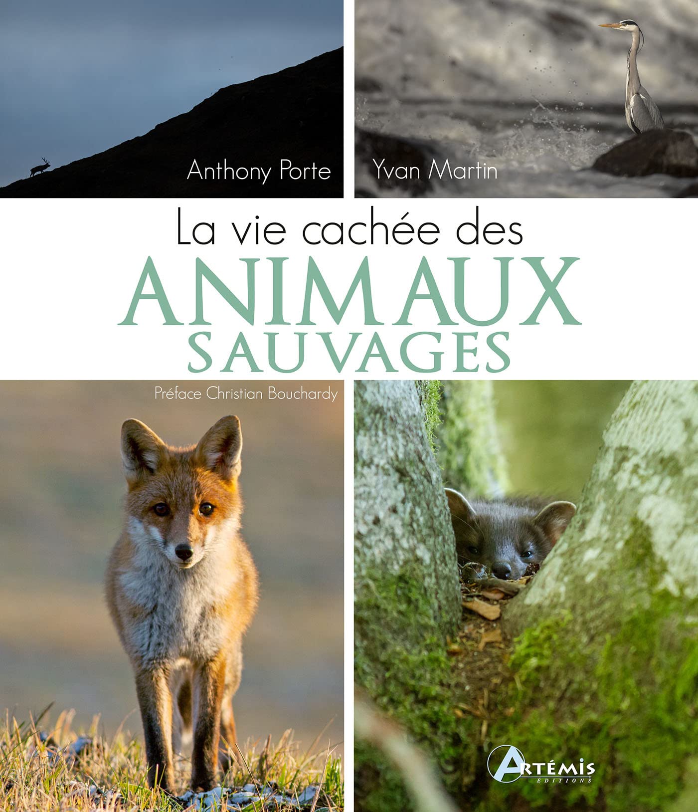 La vie cachée des animaux sauvages Film, Art & Culture