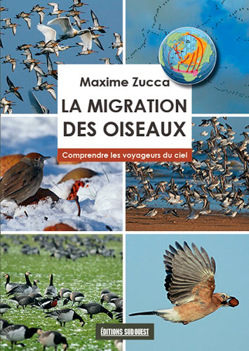 La migration des oiseaux : comprendre les voyageurs du ciel Leisure, Home & Garden
