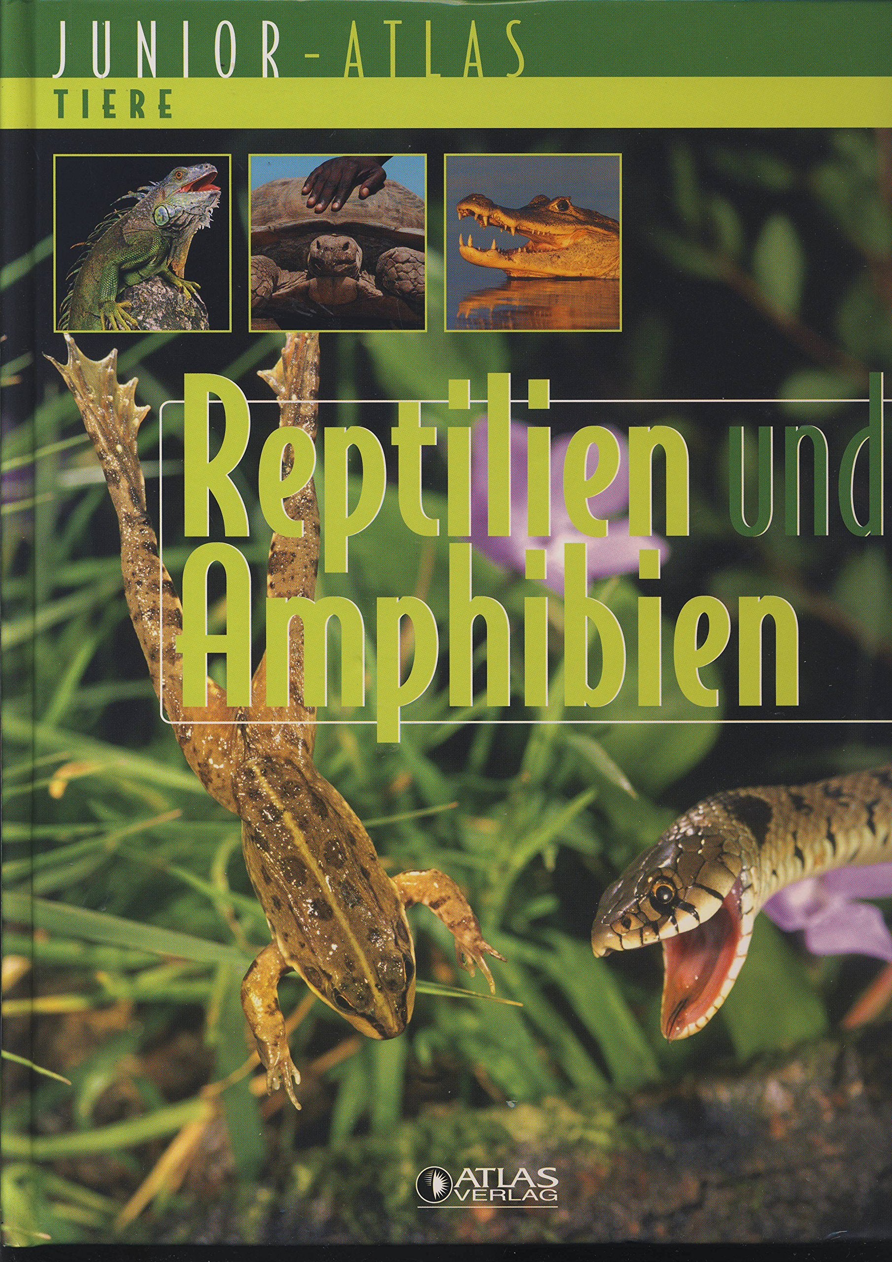 Junior - Atlas Tiere - Reptilien und Amphibien Books