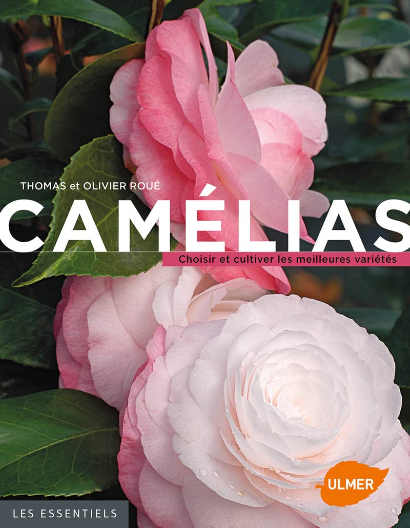 Camélias. Choisir et cultiver les meilleures variétés Garden & Plants