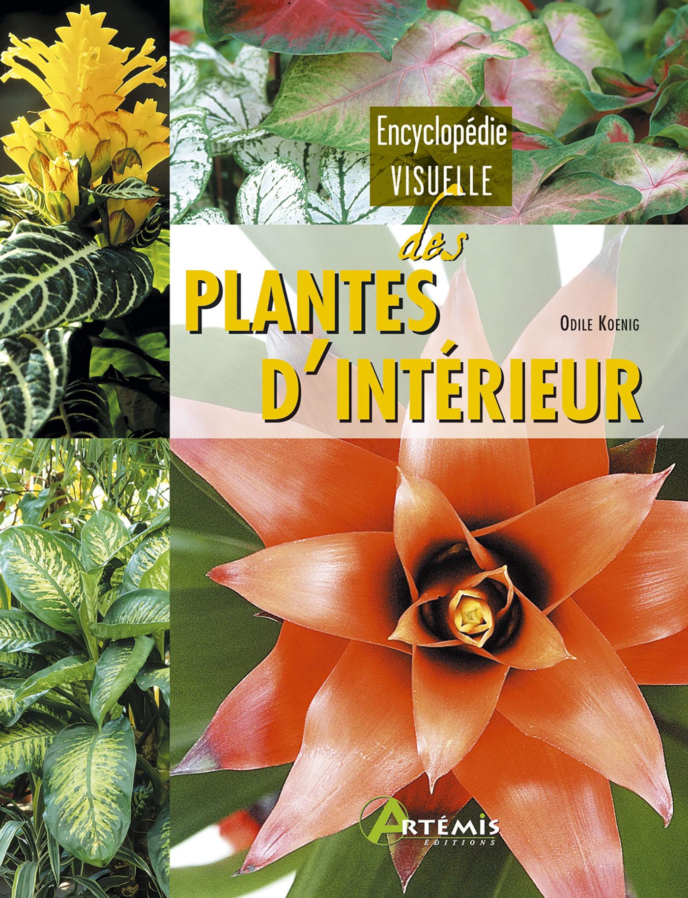 Plantes d'intérieur Leisure, Home & Garden