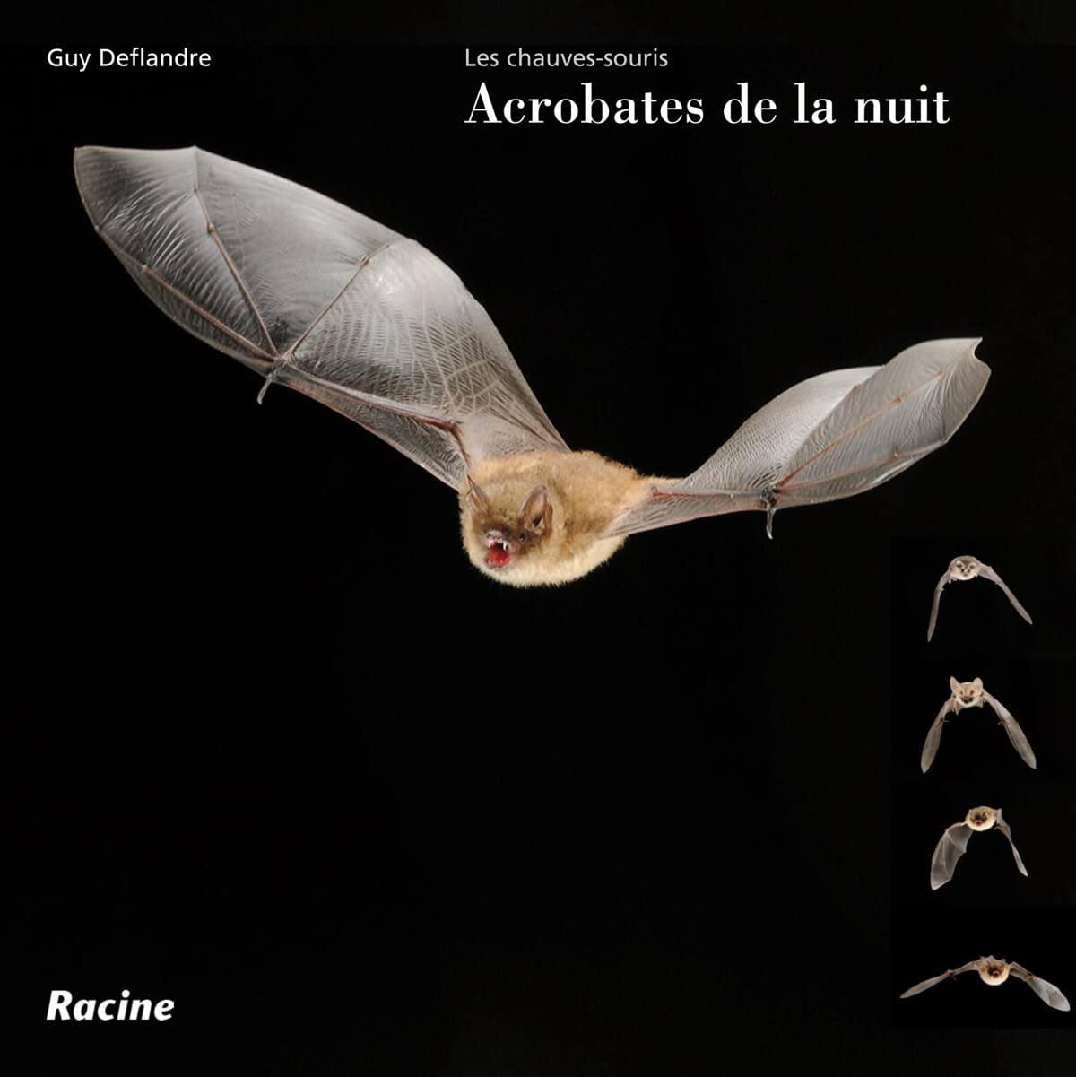 Les acrobates de la nuit: Les chauves-souris Leisure, Home & Garden