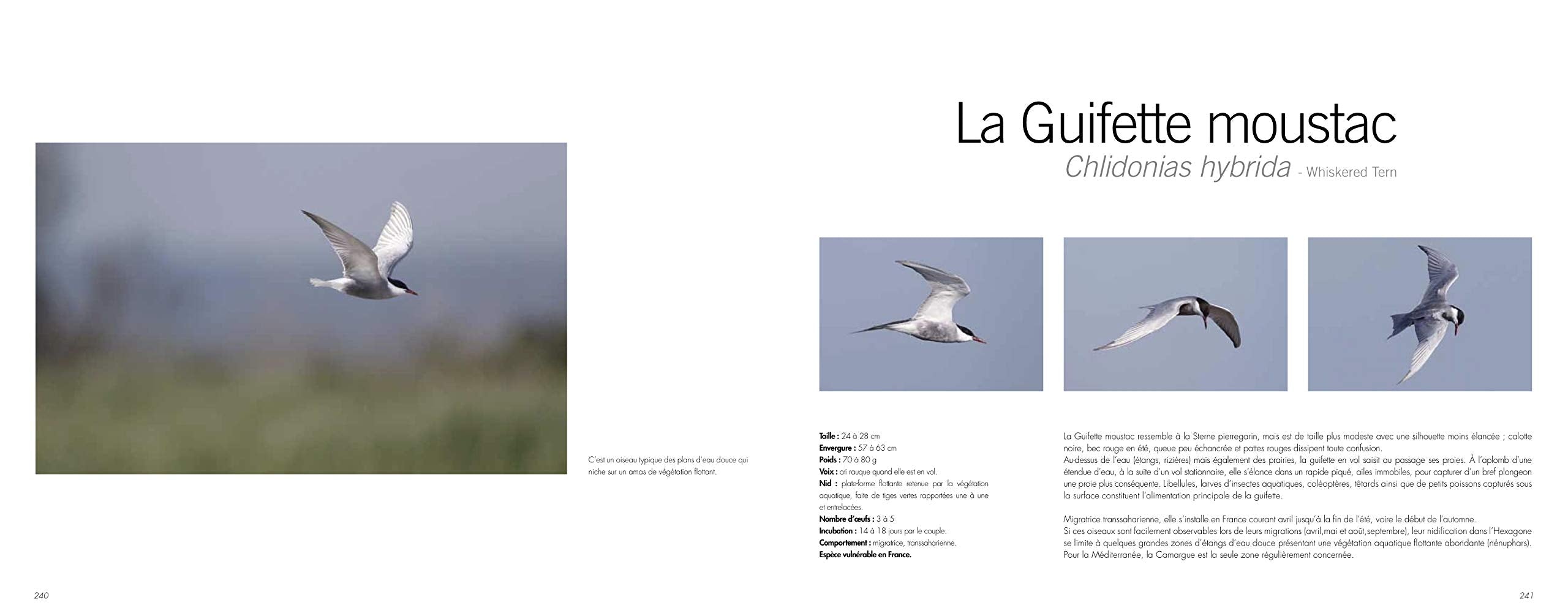 Oiseaux entre garrigues et Méditerranée Film, Art & Culture