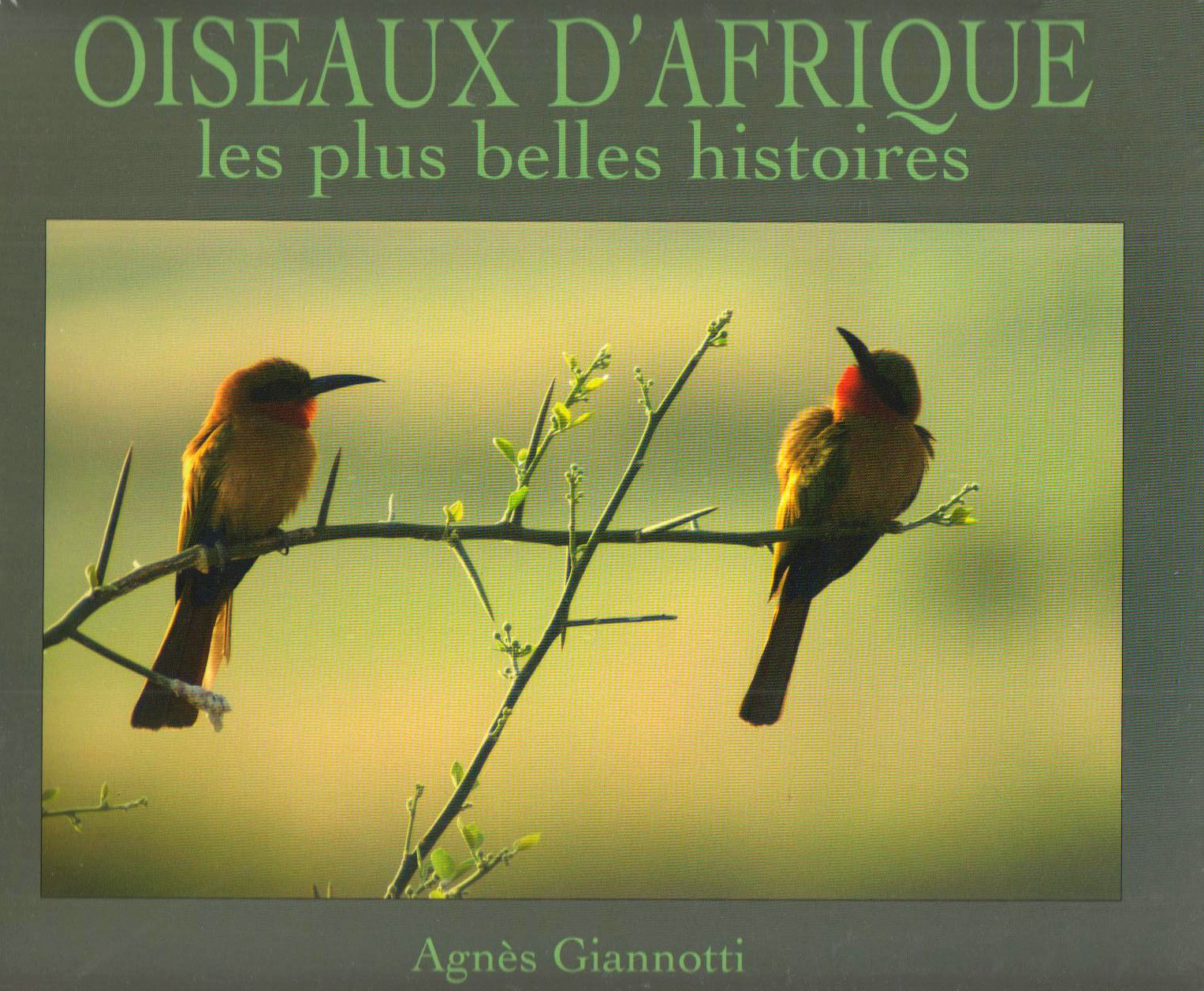 Oiseaux d'Afrique: les plus belles histoires Leisure, Home & Garden