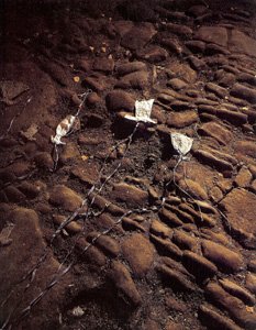 Anselm Kiefer - Nachtschattengewächse book
