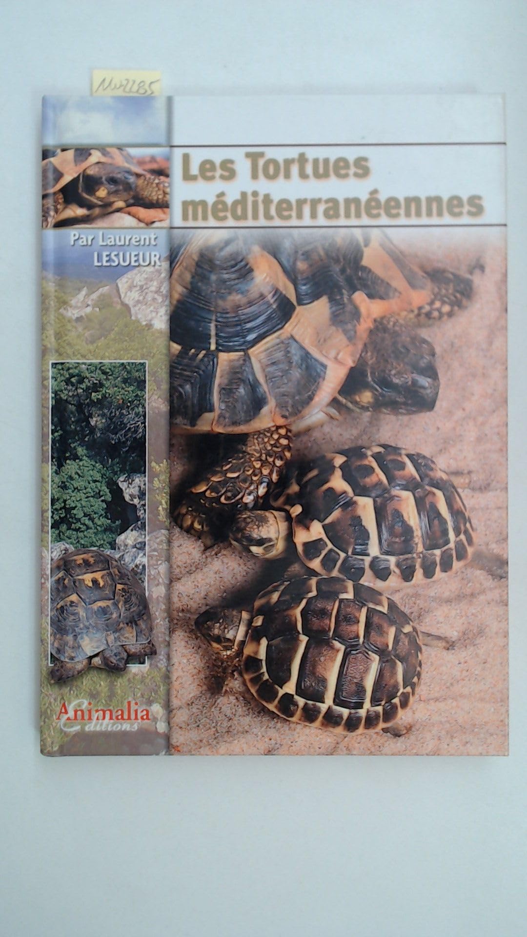 Les Tortues Méditerranéennes Pets