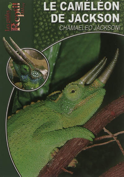 Product Image: Le caméléon de jackson : Chamaeleo jacksonii