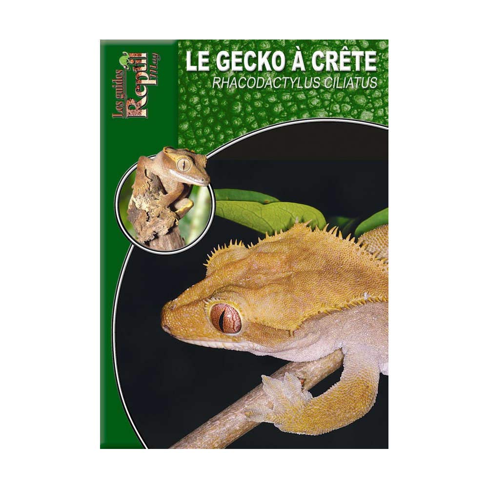 Le Gecko à Crête: Rhacodactylus ciliatus Leisure, Home & Garden