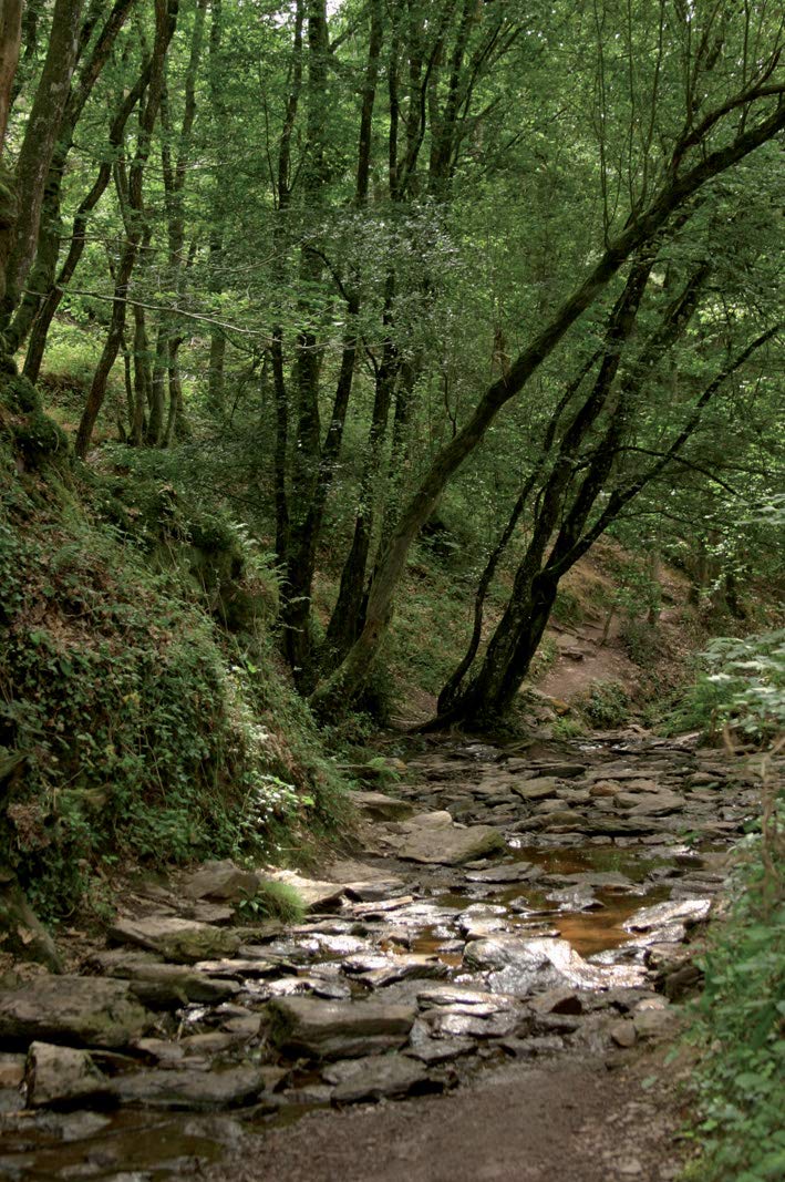 Balades Nature en Brocéliande tome 2, De Campénéac à Paimpont Leisure, Home & Garden
