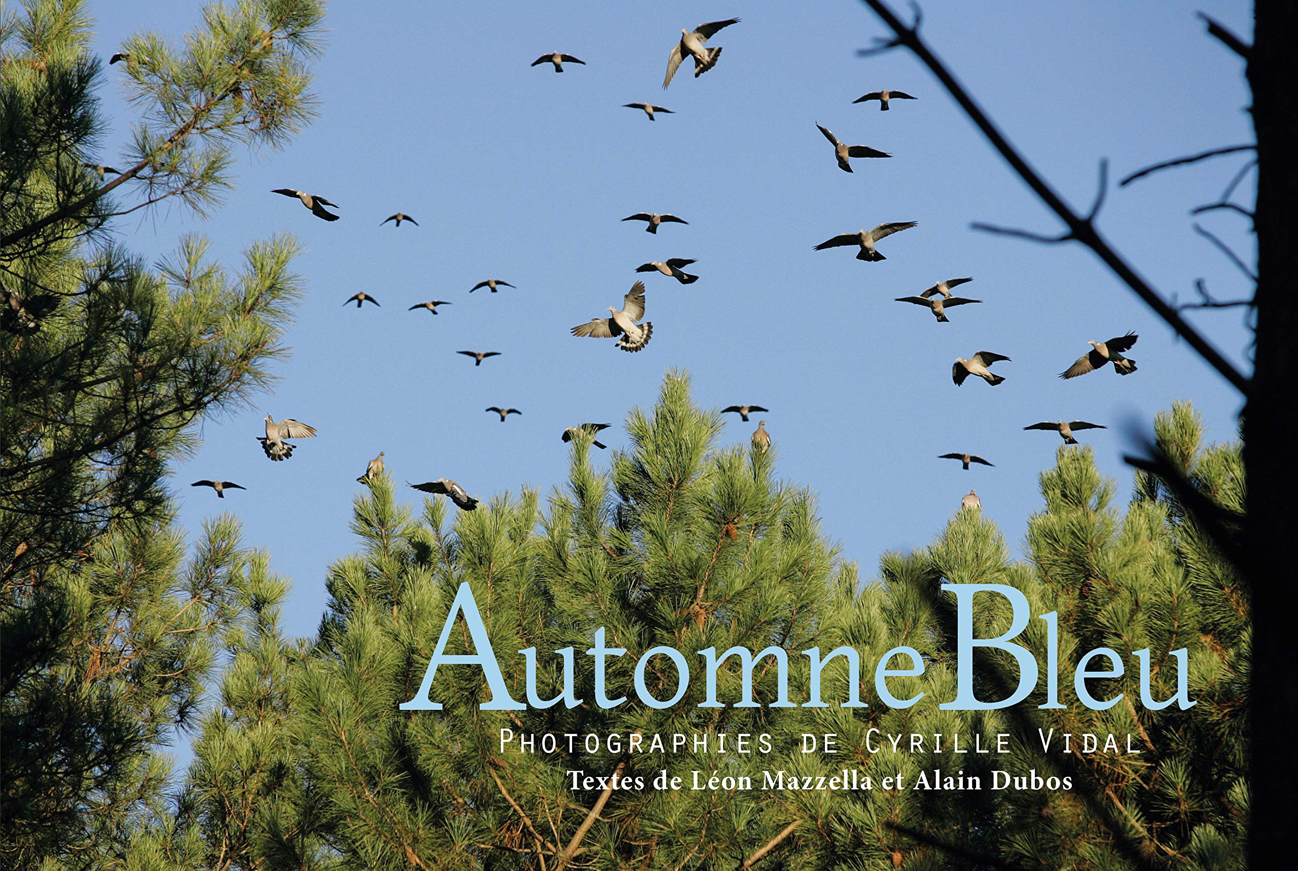 AUTOMNE BLEU : CHASSE À LA PALOMBE Film, Art & Culture