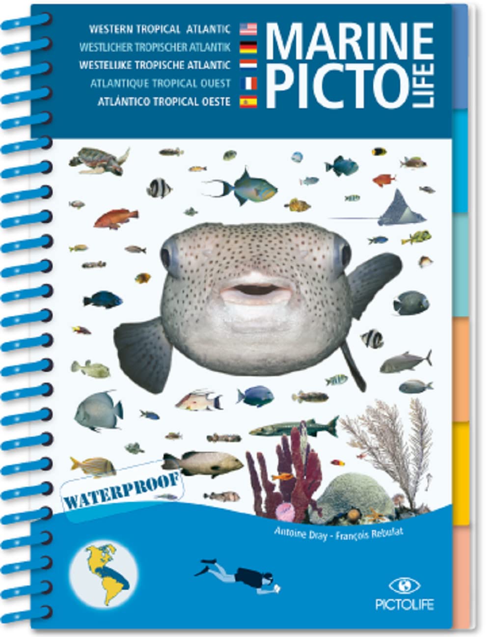 CARIBBEAN MARINE PICTOLIFE: CARAÏBES Leisure, Home & Garden