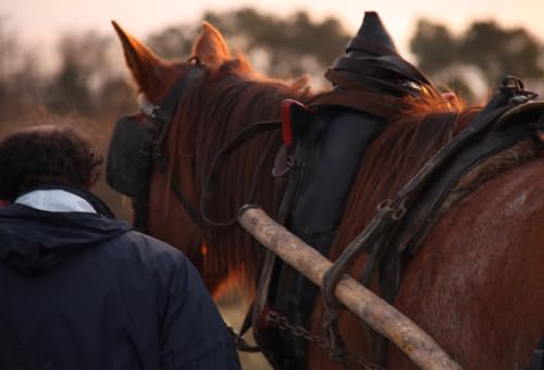 UNE KUMPANIA Manouches en Touraine, dignes héritiers du premier peuple européen Film, Art & Culture