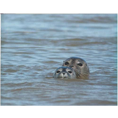 Phoques en baie de Somme book