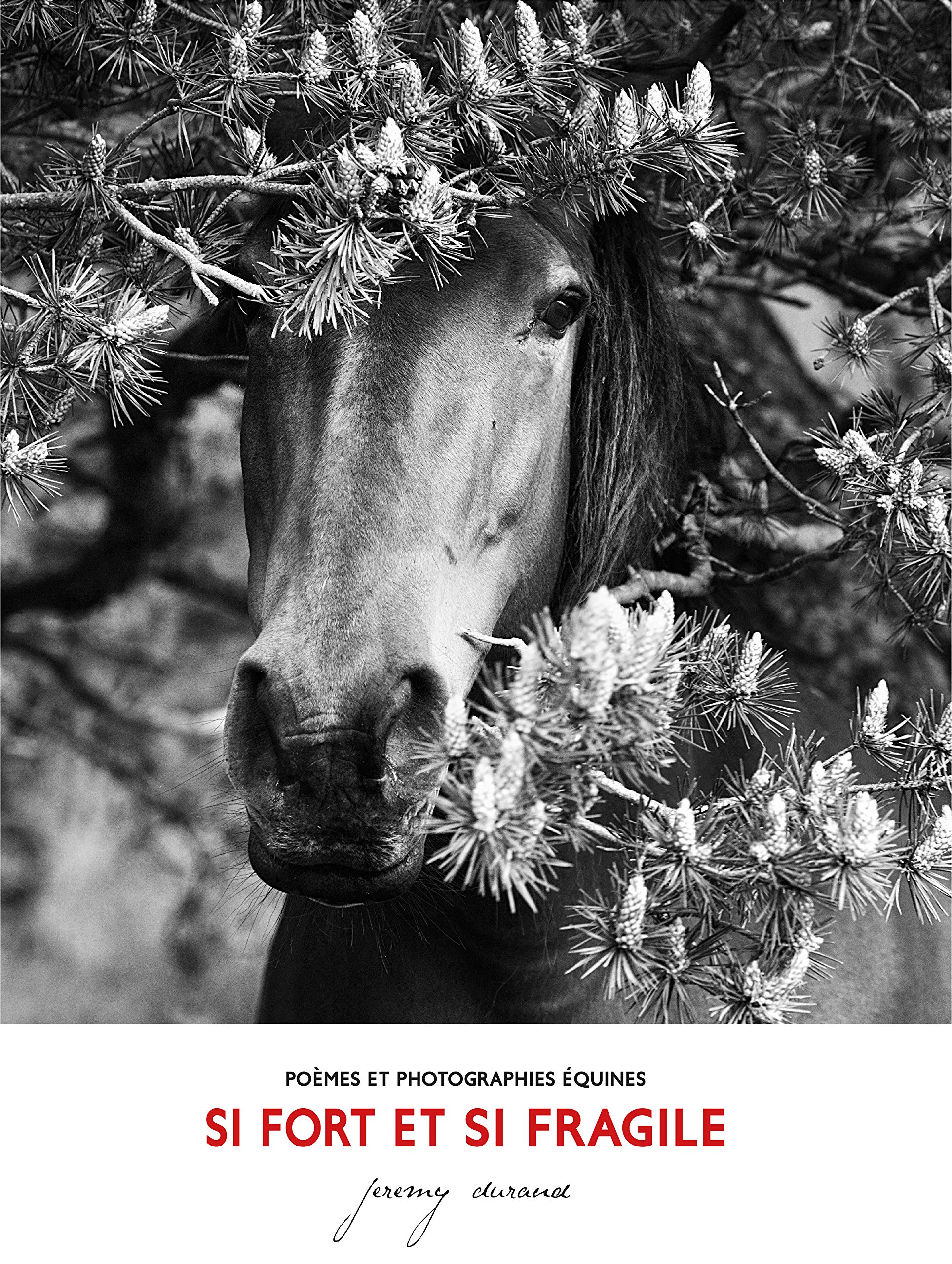 Si fort et si fragile - poèmes et photographies équines Film, Art & Culture
