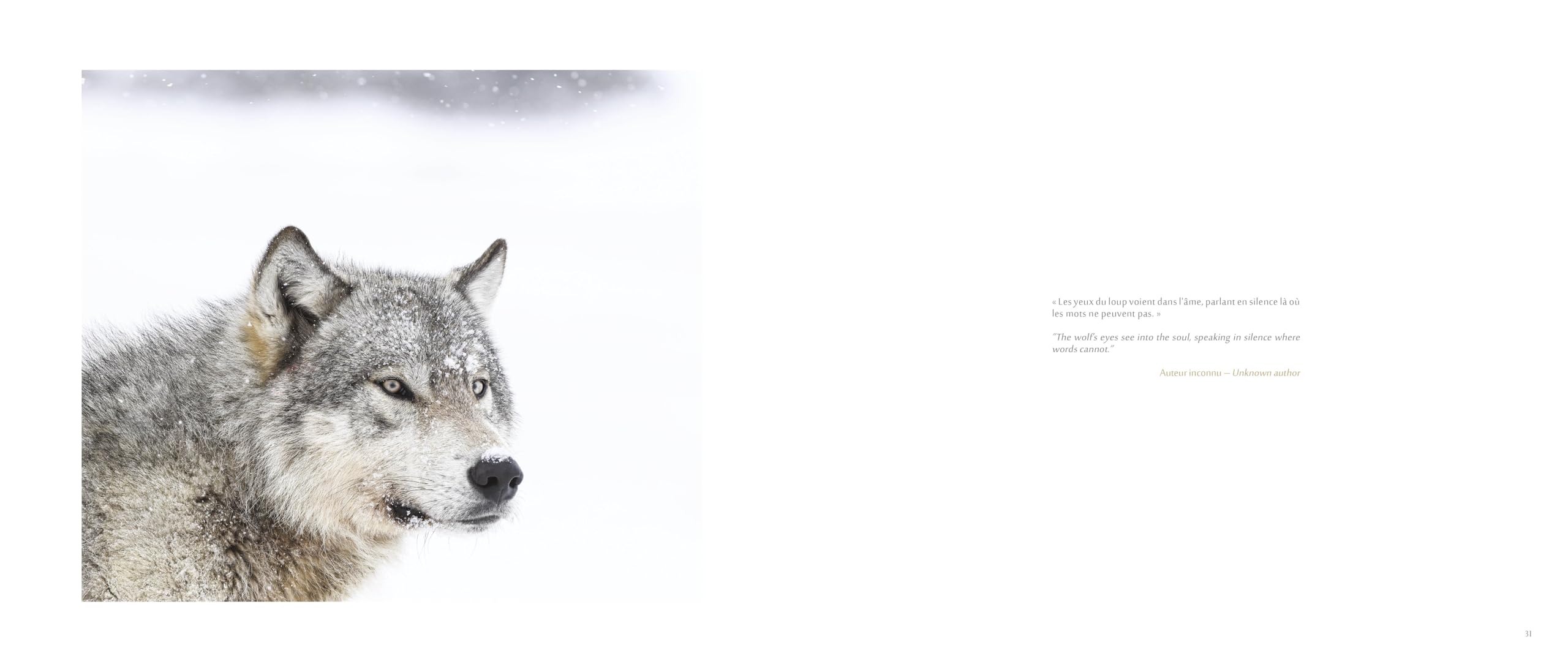 Mahikan: Les Loups Sauvages du Grand Nord Canadien book