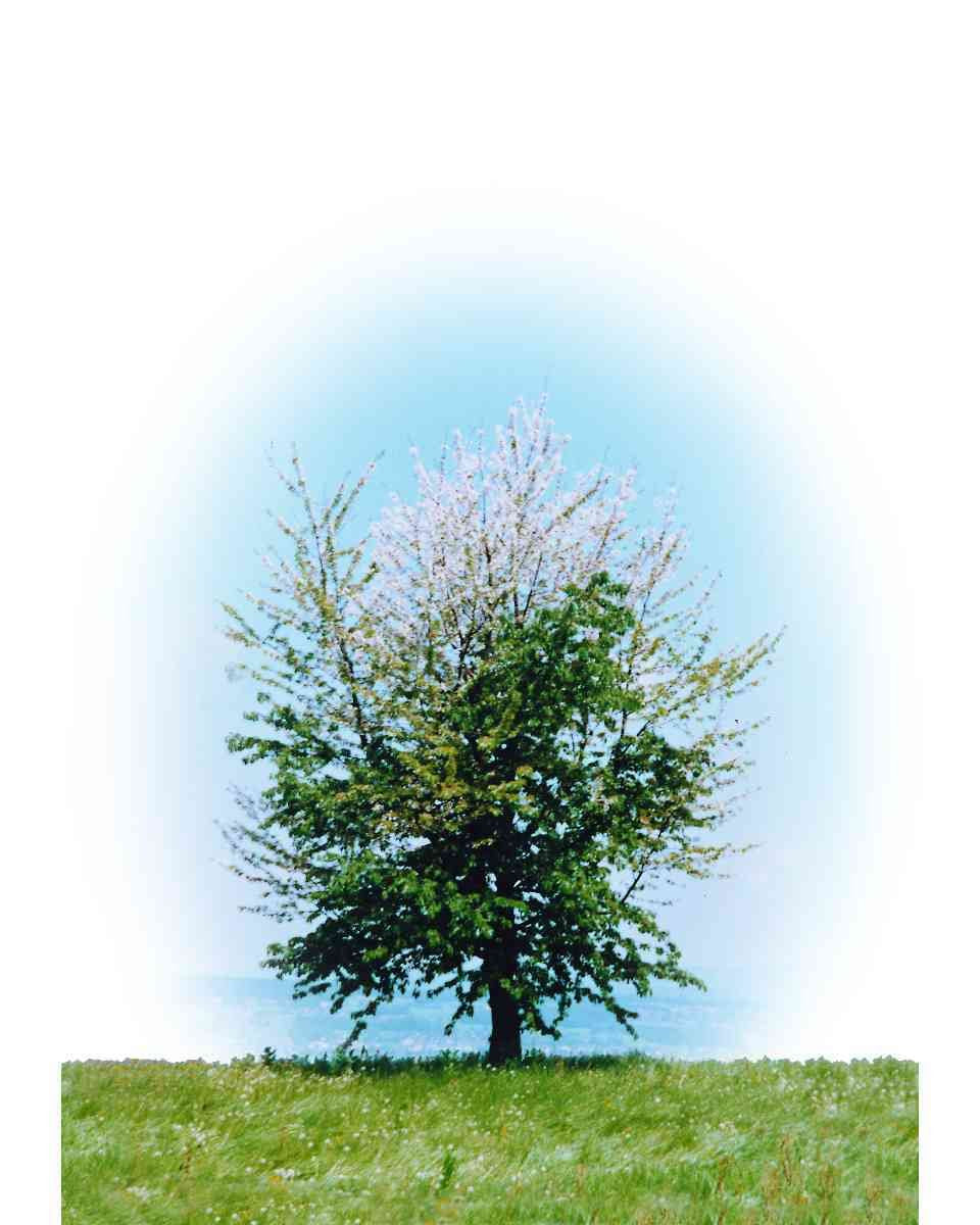 Ich, der Baum. Ein autobiographisches Märchen von Abhängigkeit und Selbstentfaltung Books