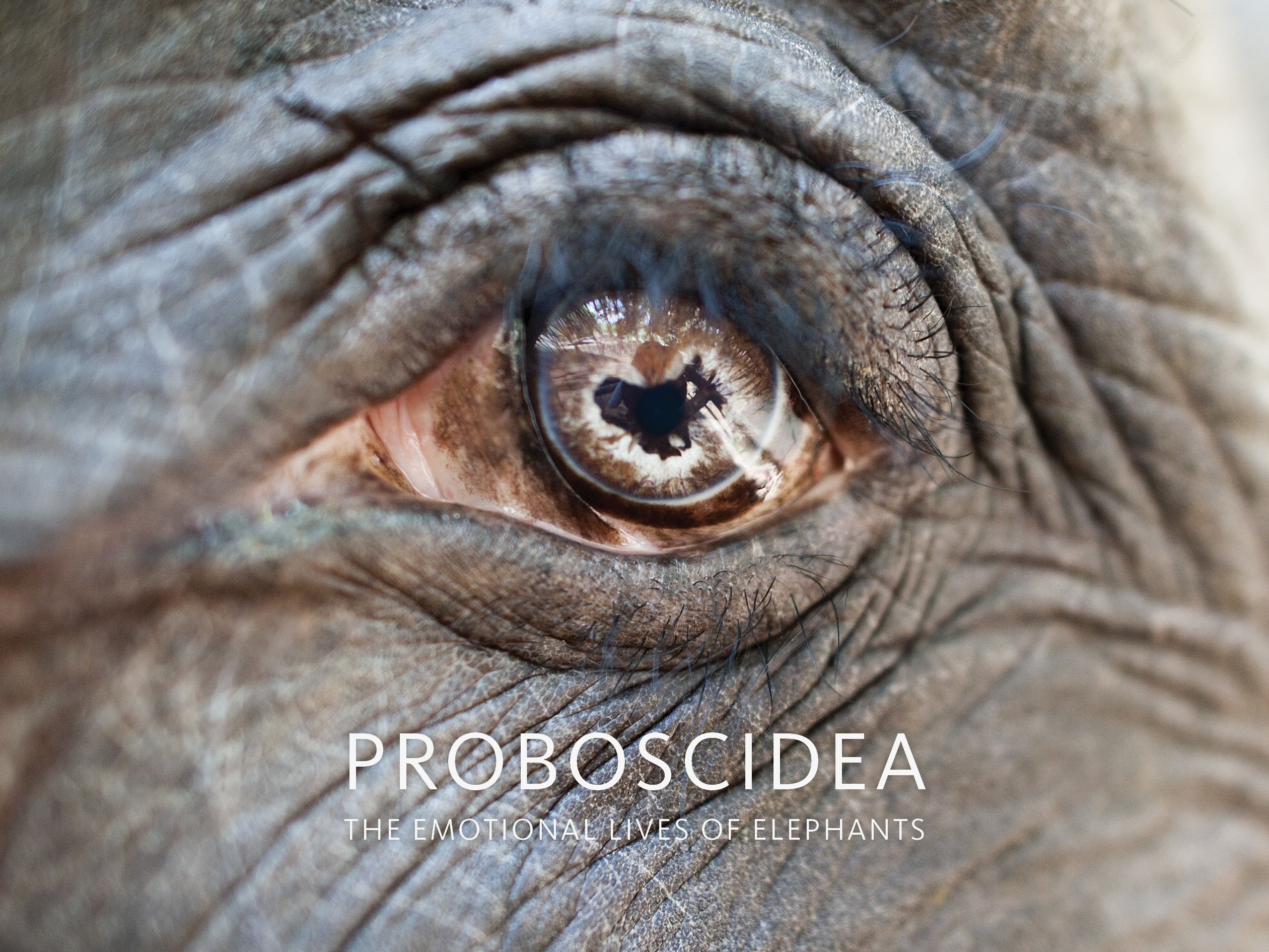 Proboscidea - The emotional lives of elephants Books